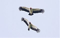 King Vulture